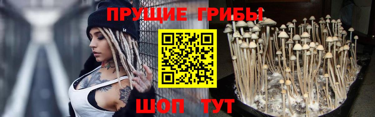 Видное  Псилоцибиновые грибы Psilocybe  Вход с VPN 